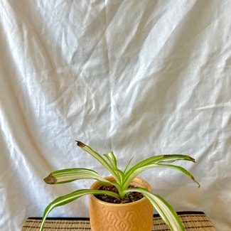 Spider Plant plant in Waxahachie, Texas