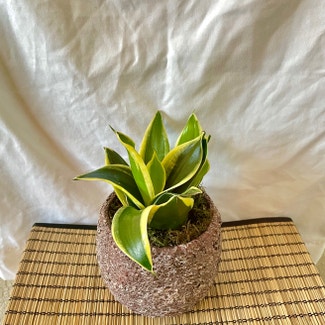 Snake Plant plant in Waxahachie, Texas