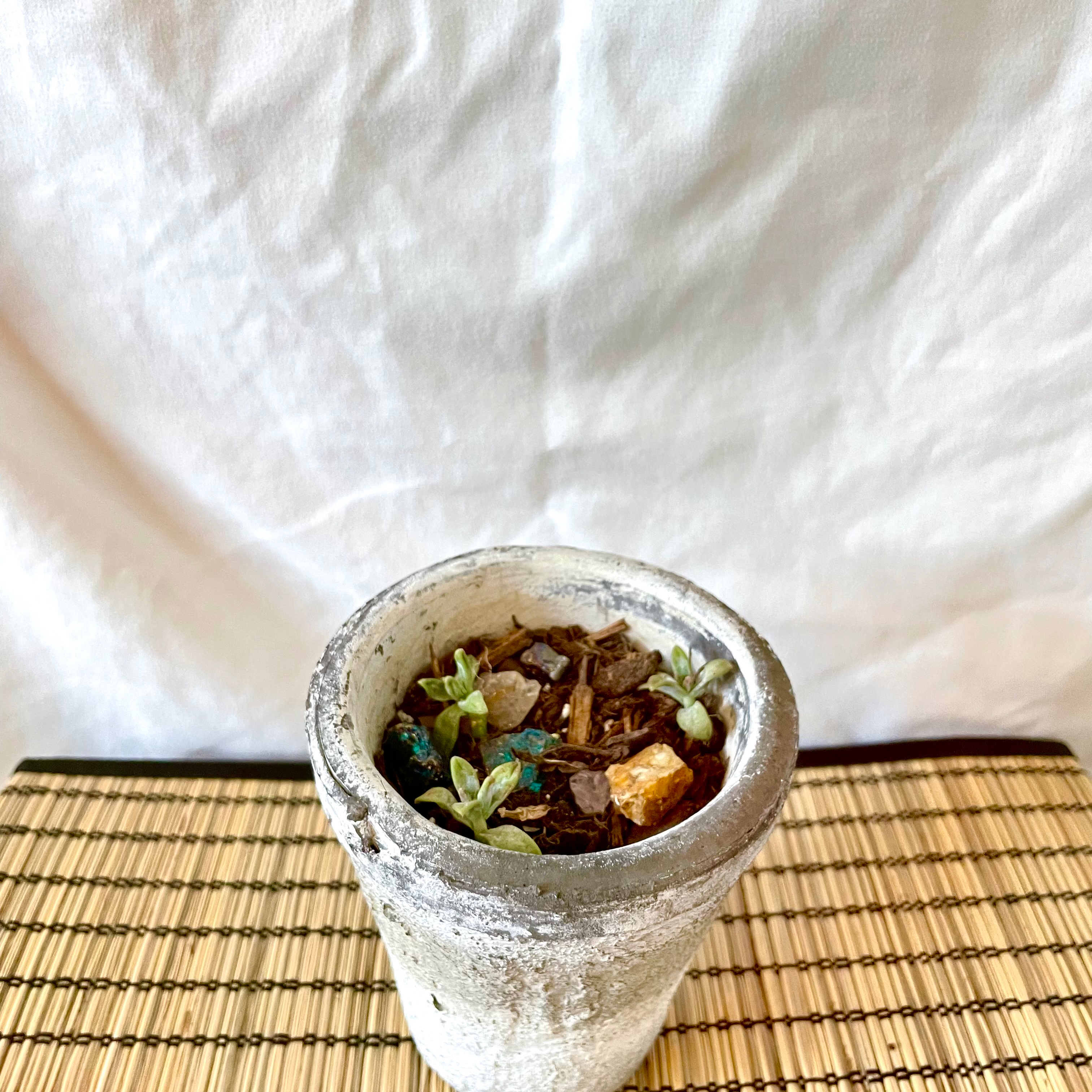 Small potted Graptosedum 'Copper Glow' with visible soil and healthy green leaves.