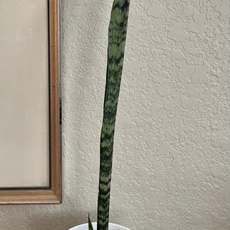 Flaming Sword Bromeliad plant in Waxahachie, Texas