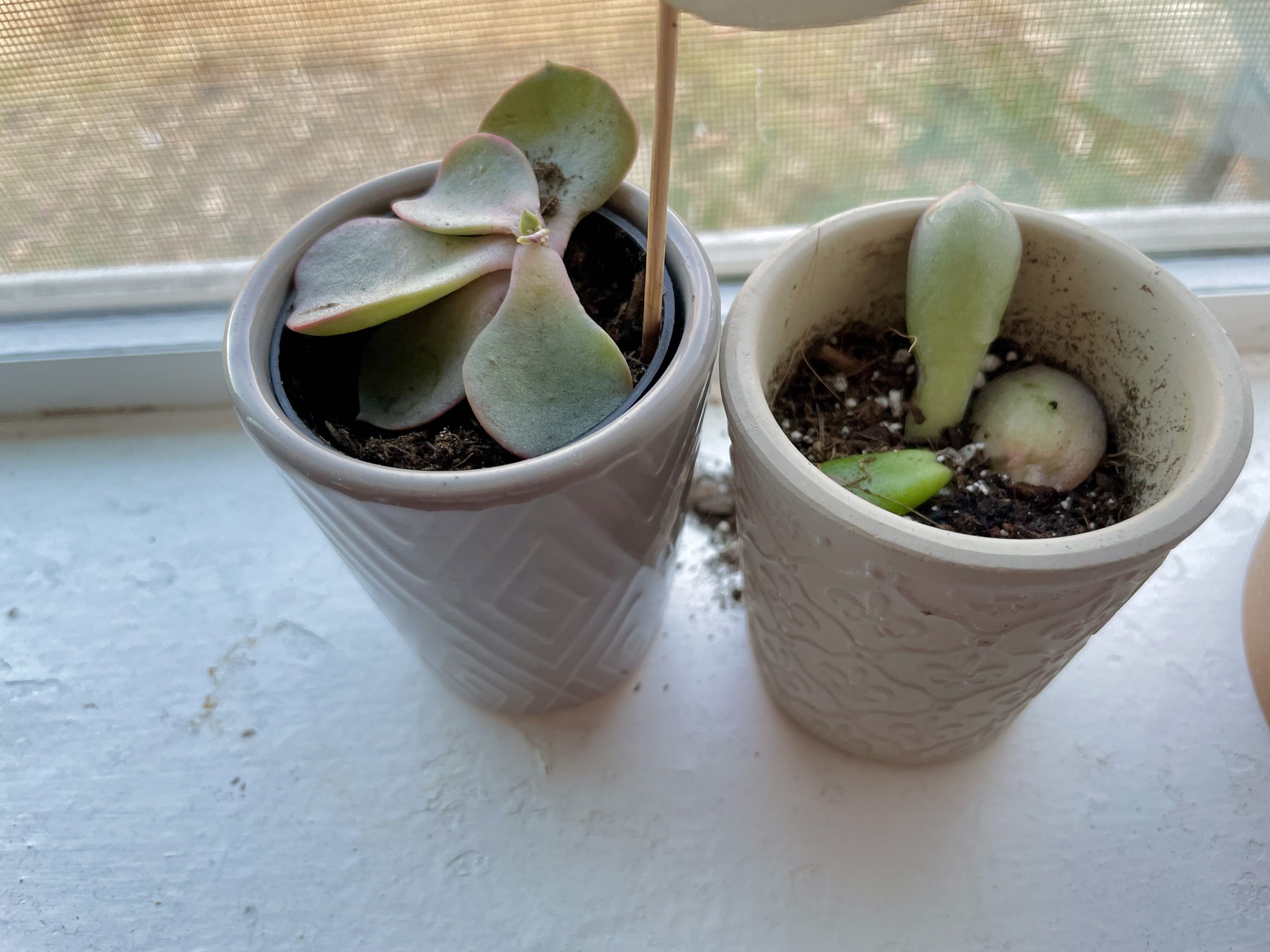 Photo from the post