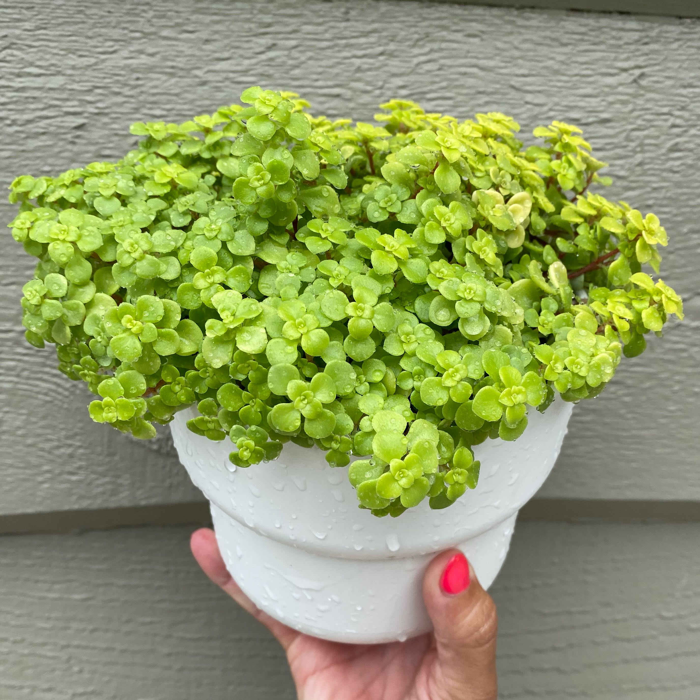 Healthy Goldmoss Stonecrop plant in a white pot, held by a hand with a pink nail.