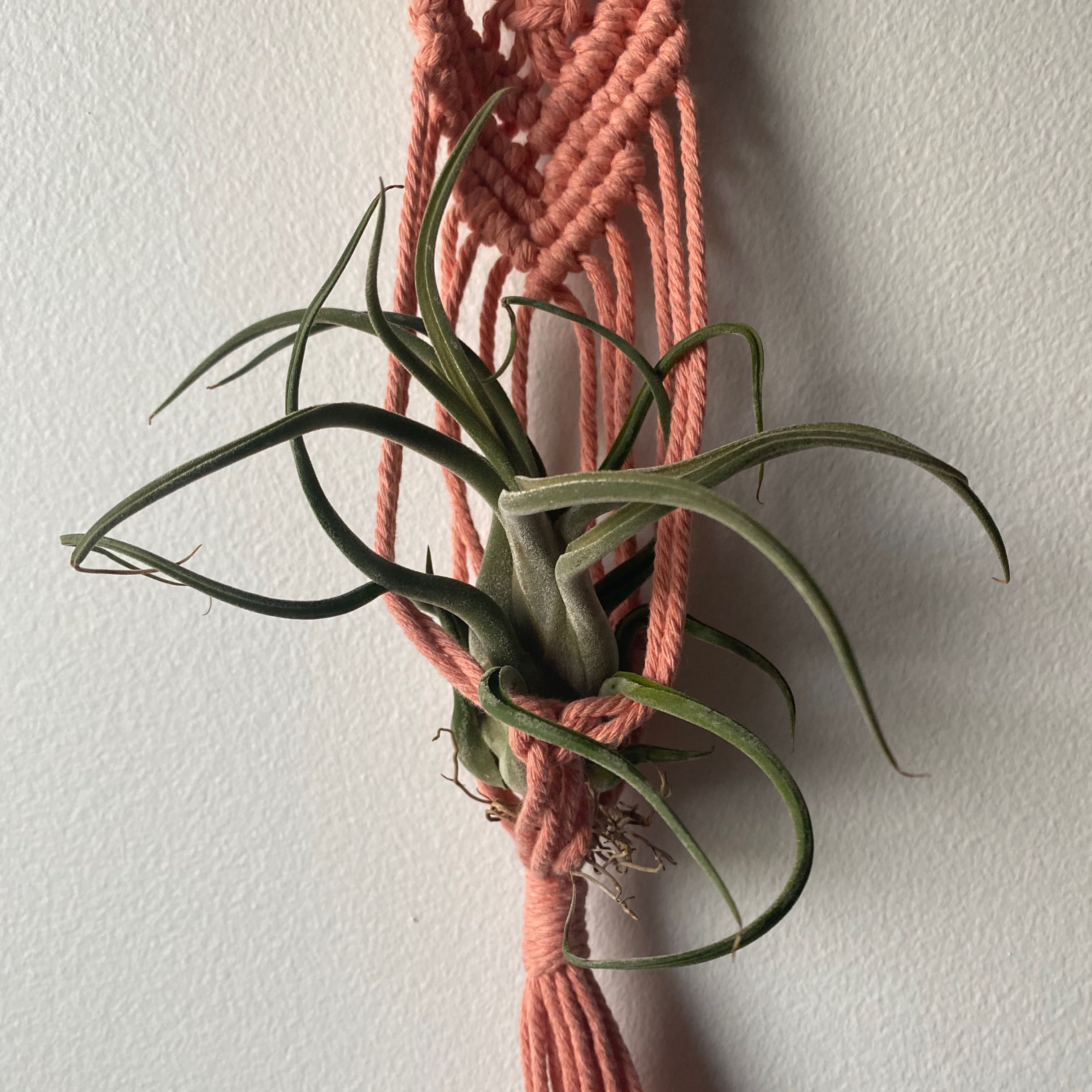 Bulbosa Air Plant mounted on a pink macrame hanger, appears healthy.