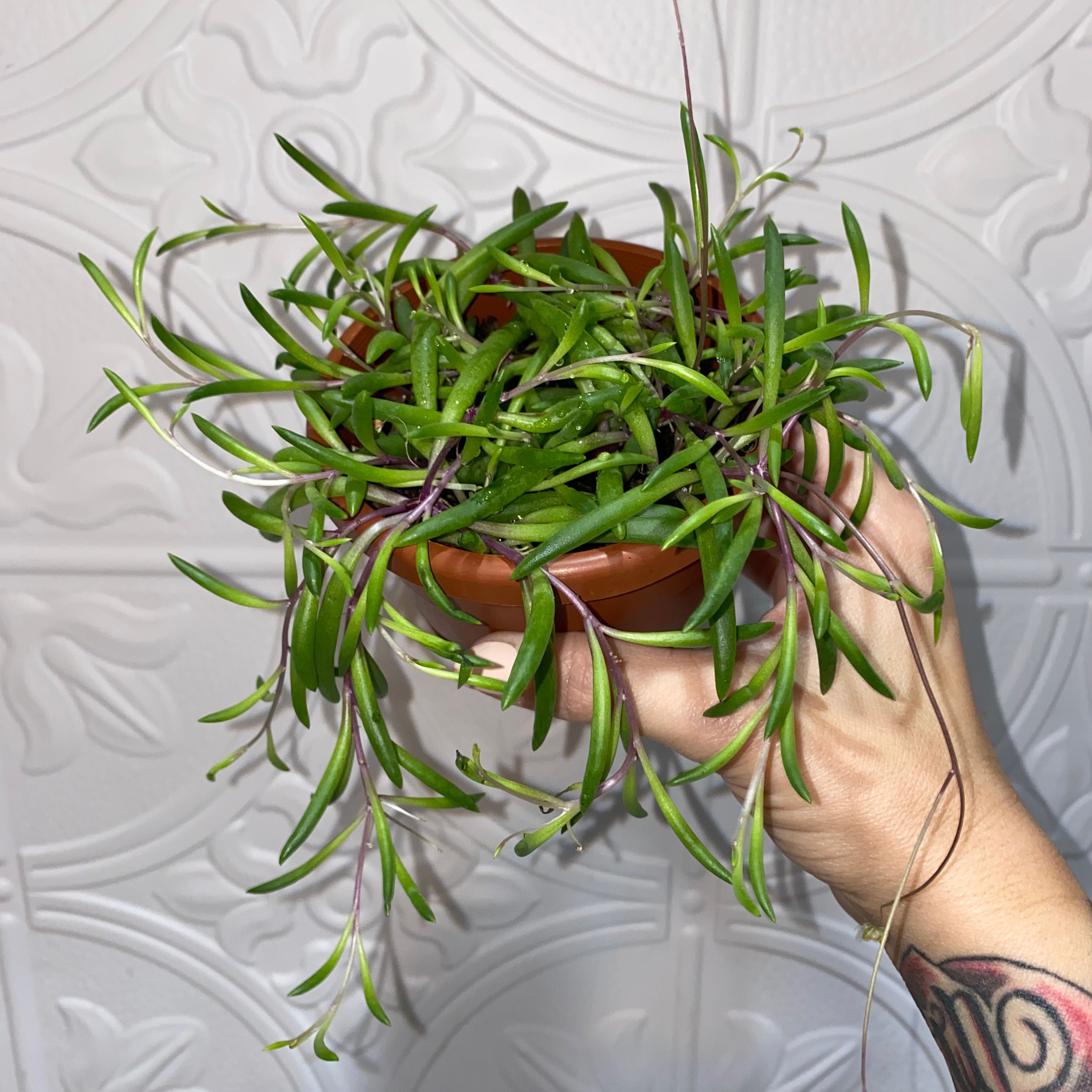 A healthy ruby necklace plant held by a hand against a patterned wall.