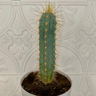 Blue Columnar Cactus plant in Marysville, Michigan