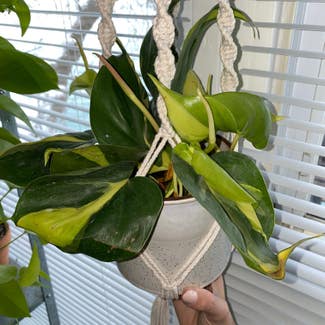 Philodendron Brasil plant in Marysville, Michigan