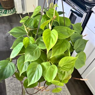 Heartleaf Philodendron plant in Marysville, Michigan