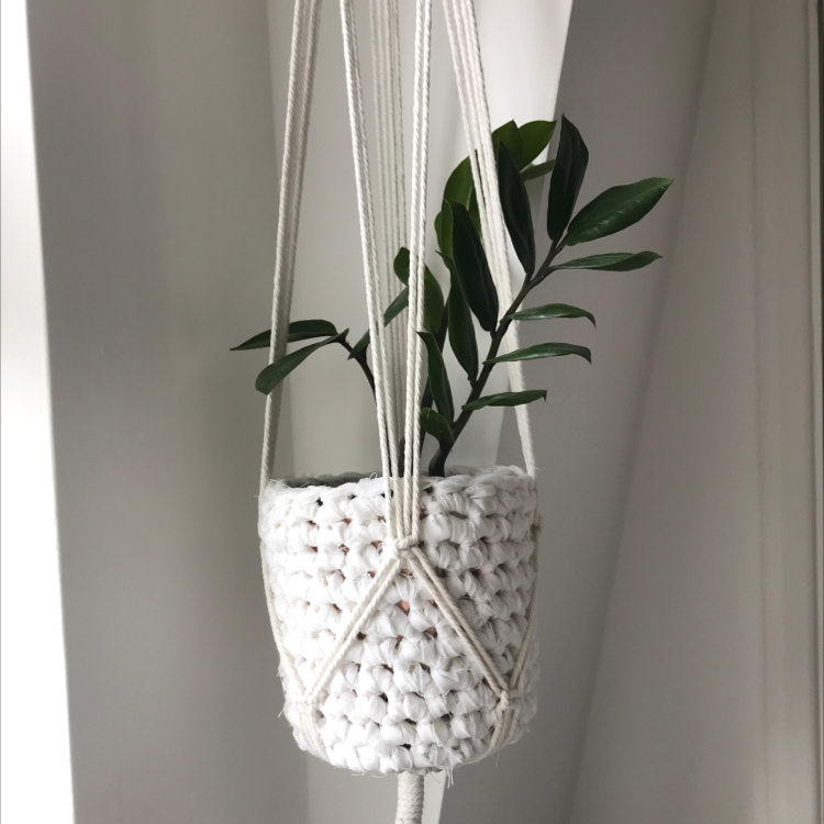 Healthy ZZ plant with glossy green leaves hung in a white macrame plant hanger against a light gray background.