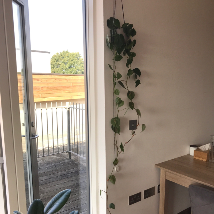 Healthy Heartleaf Philodendron with trailing vines growing indoors in a hanging planter next to a glass door.