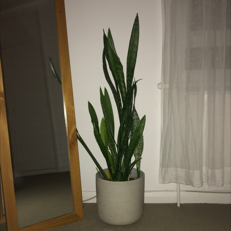 Indoor Snake Plant (Sansevieria trifasciata) in a pot, placed near a mirror and curtain.