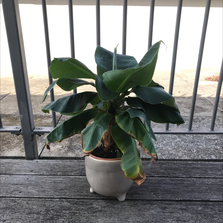 Potted banana plant with some browning leaf edges on a wooden surface.