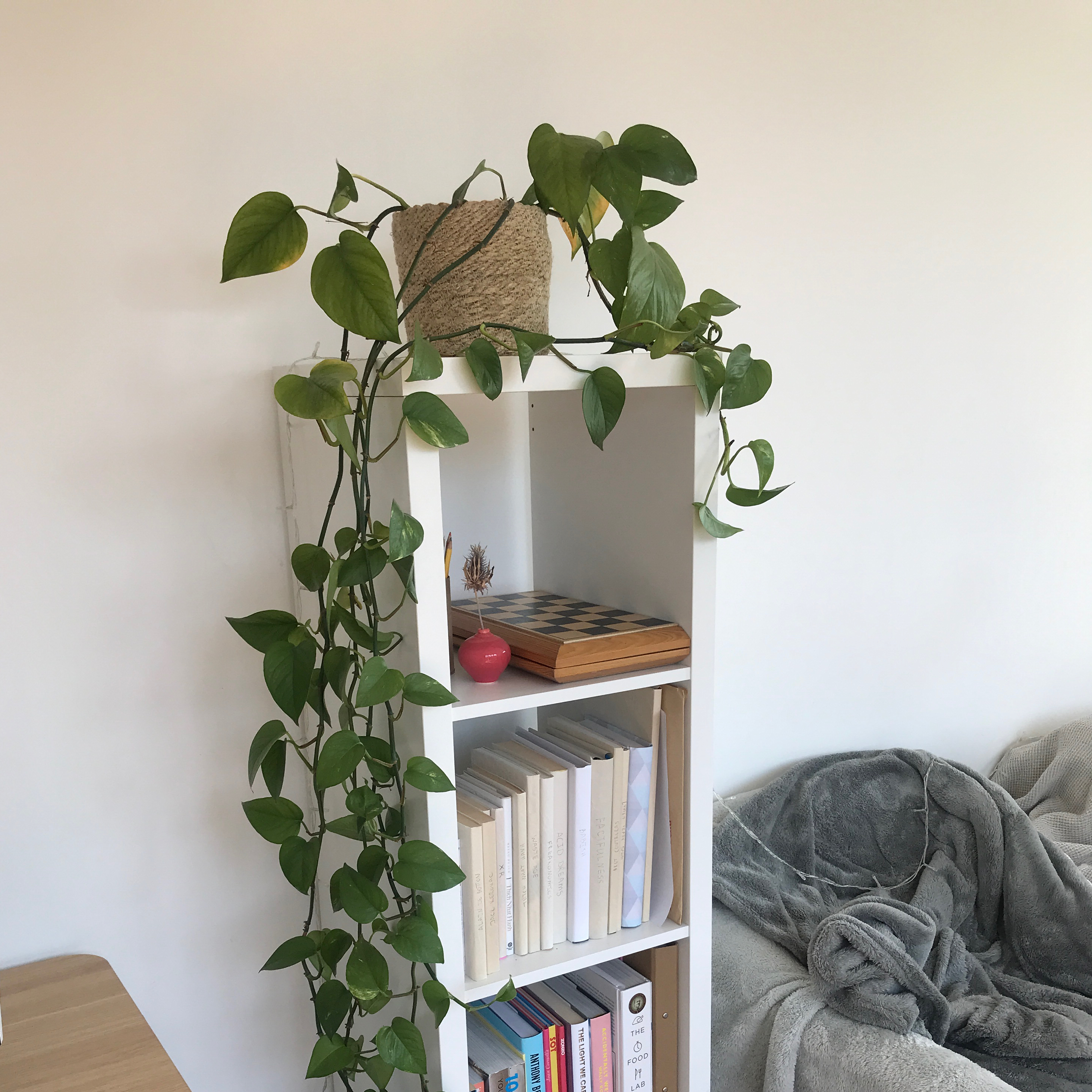 Golden Pothos plant on top of a white bookshelf with trailing vines and green leaves.