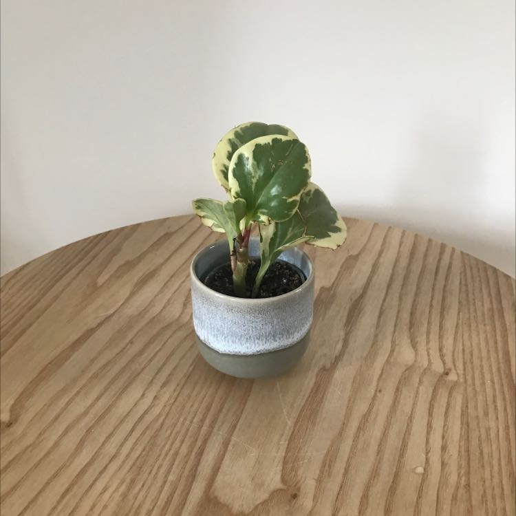 A healthy baby rubber plant in a gray ceramic pot, with variegated leaves showing some minor yellowing.