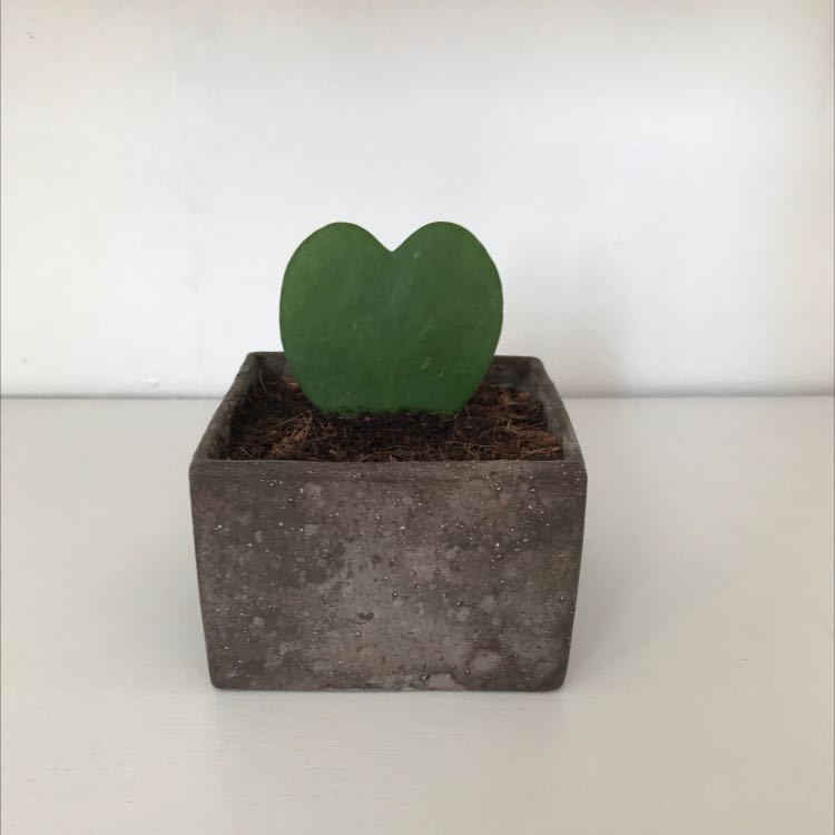 Sweetheart Hoya plant with a single heart-shaped leaf in a square pot.