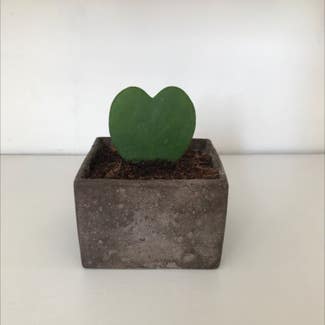 Sweetheart Hoya plant in London, England