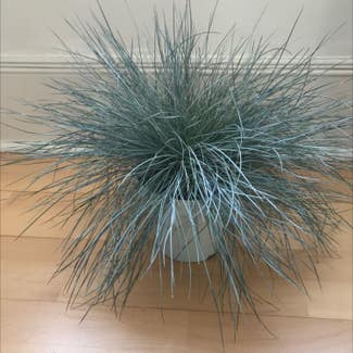 blue fescue plant in London, England