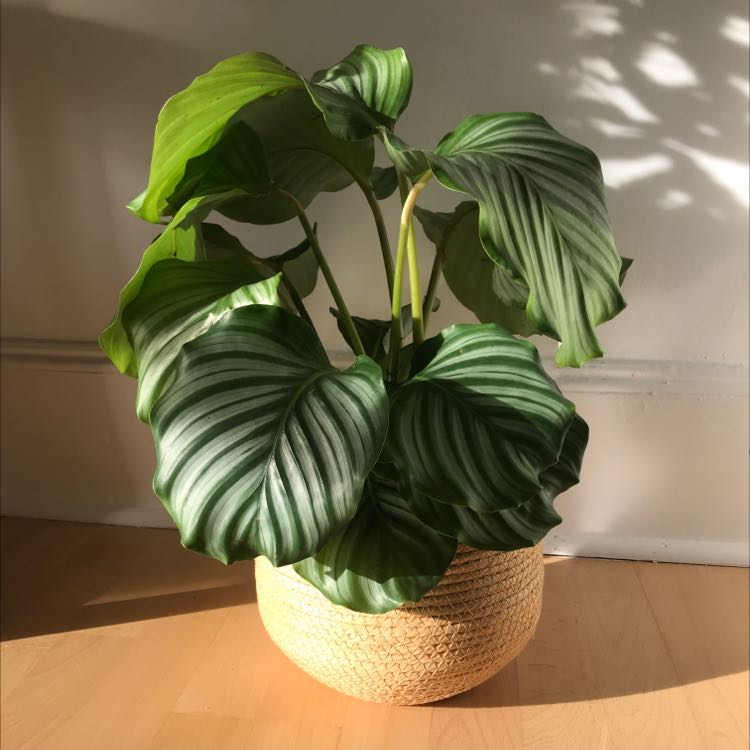 Photo of the plant species Calathea Orbifolia by @Nastya named Katherine on Greg, the plant care app