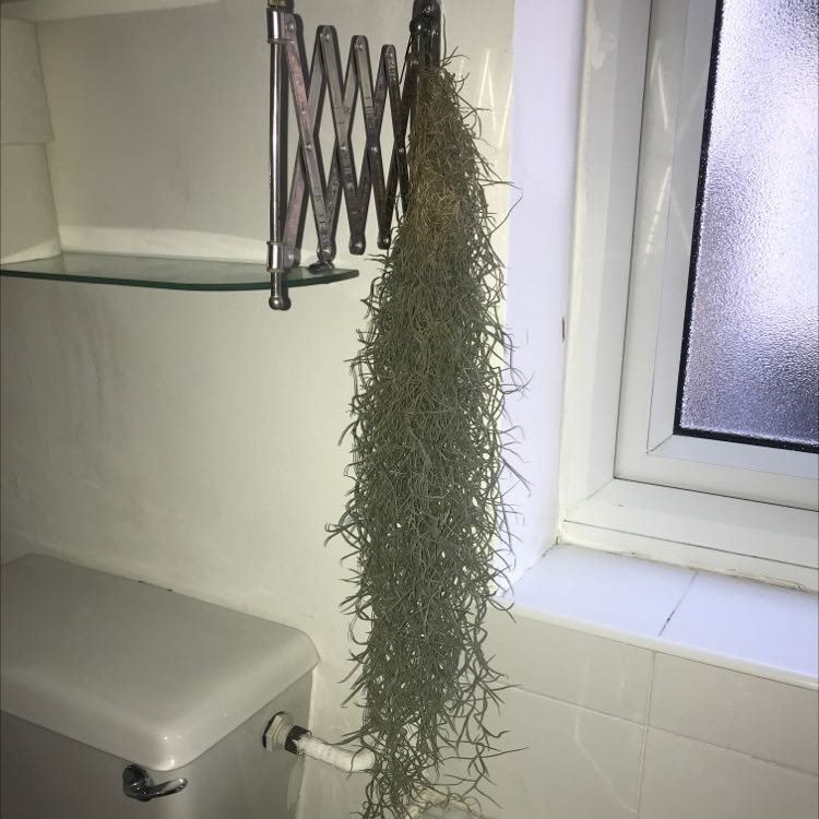 Hanging Spanish Moss plant in an indoor setting near a window.