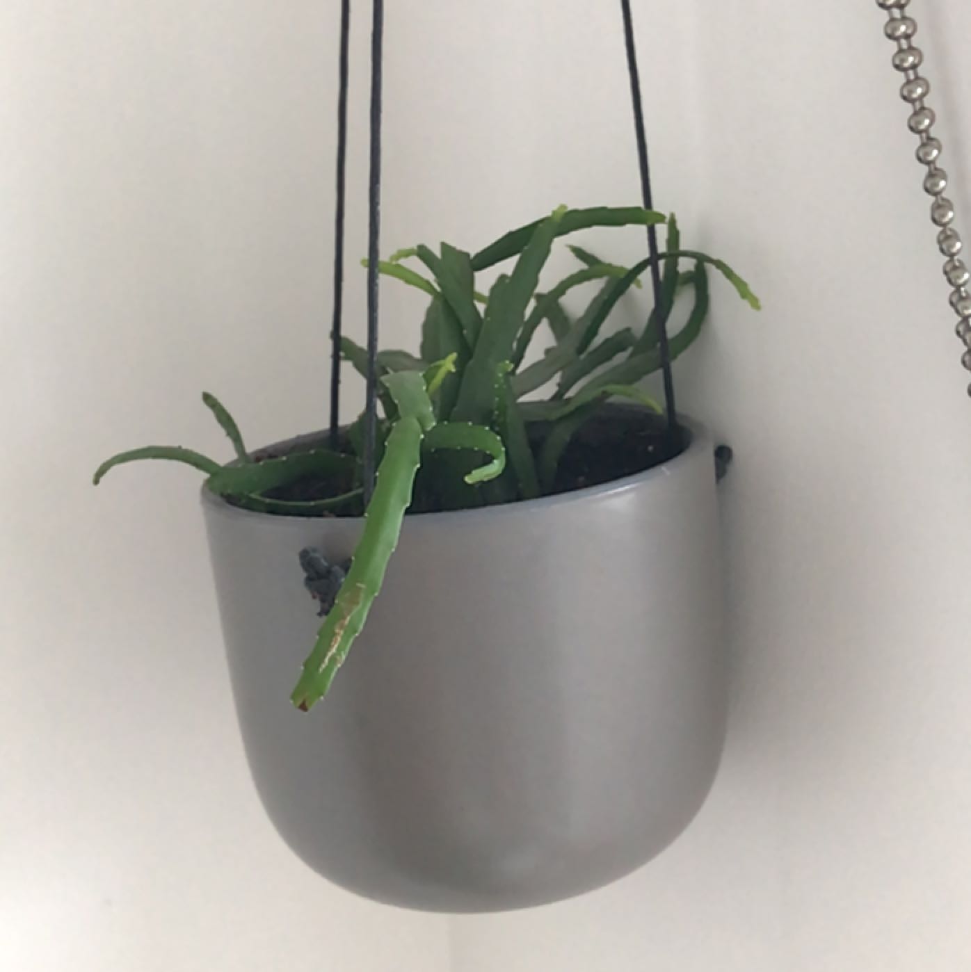 Photo of the plant species Forest Cactus by @Nastya named Lepis on Greg, the plant care app