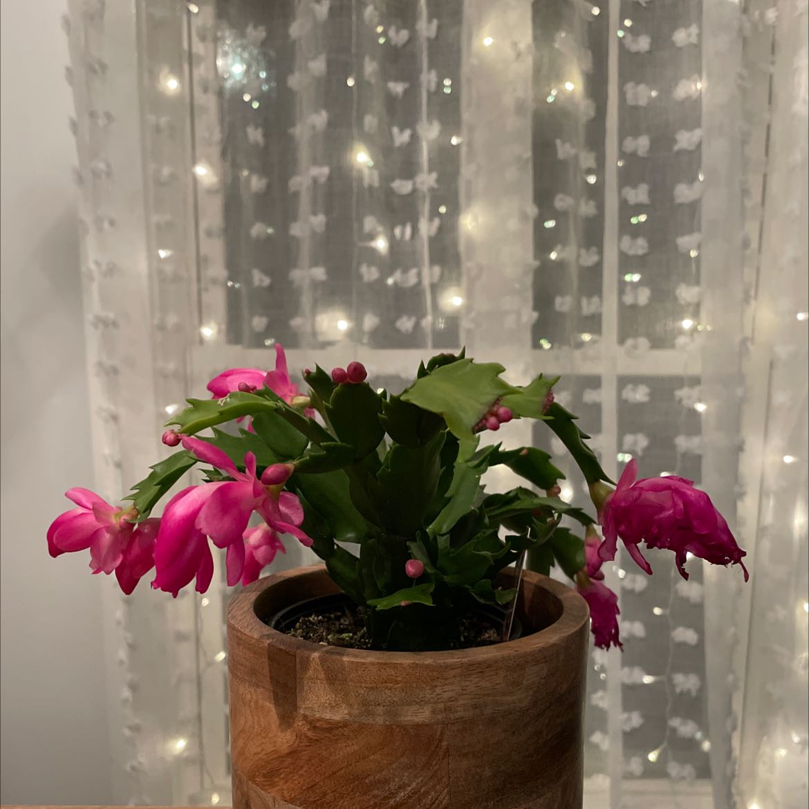 Christmas Cactus in a wooden pot with pink flowers, set against a window with string lights.