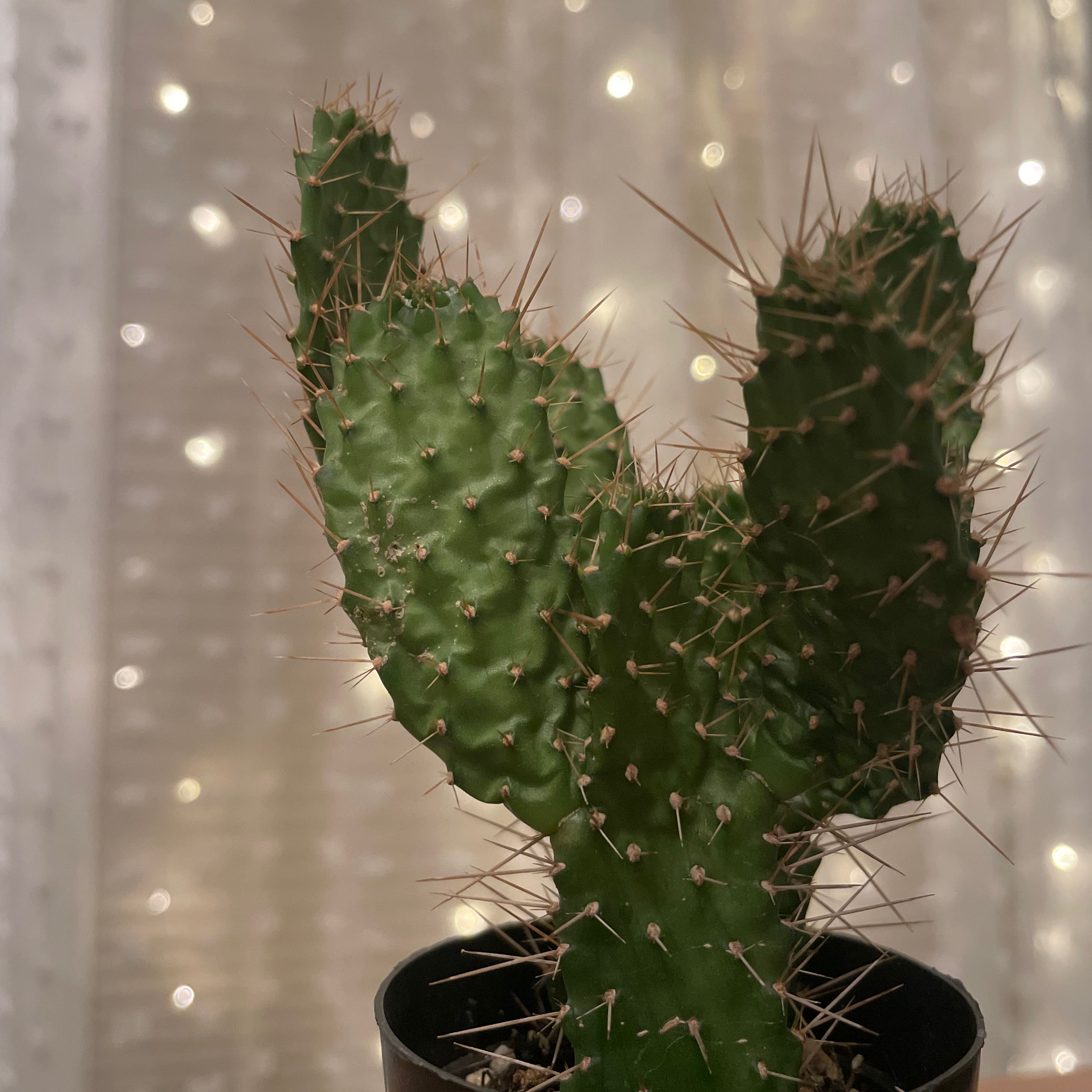 Photo of the plant species Caribbean Tree Cactus by @QuirkyCashew named Baesil on Greg, the plant care app