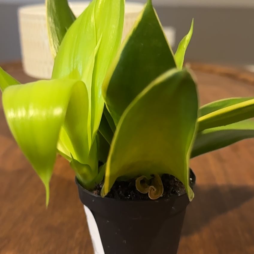 Photo of the plant species Blue Sansevieria by @QuirkyCashew named Sonora on Greg, the plant care app