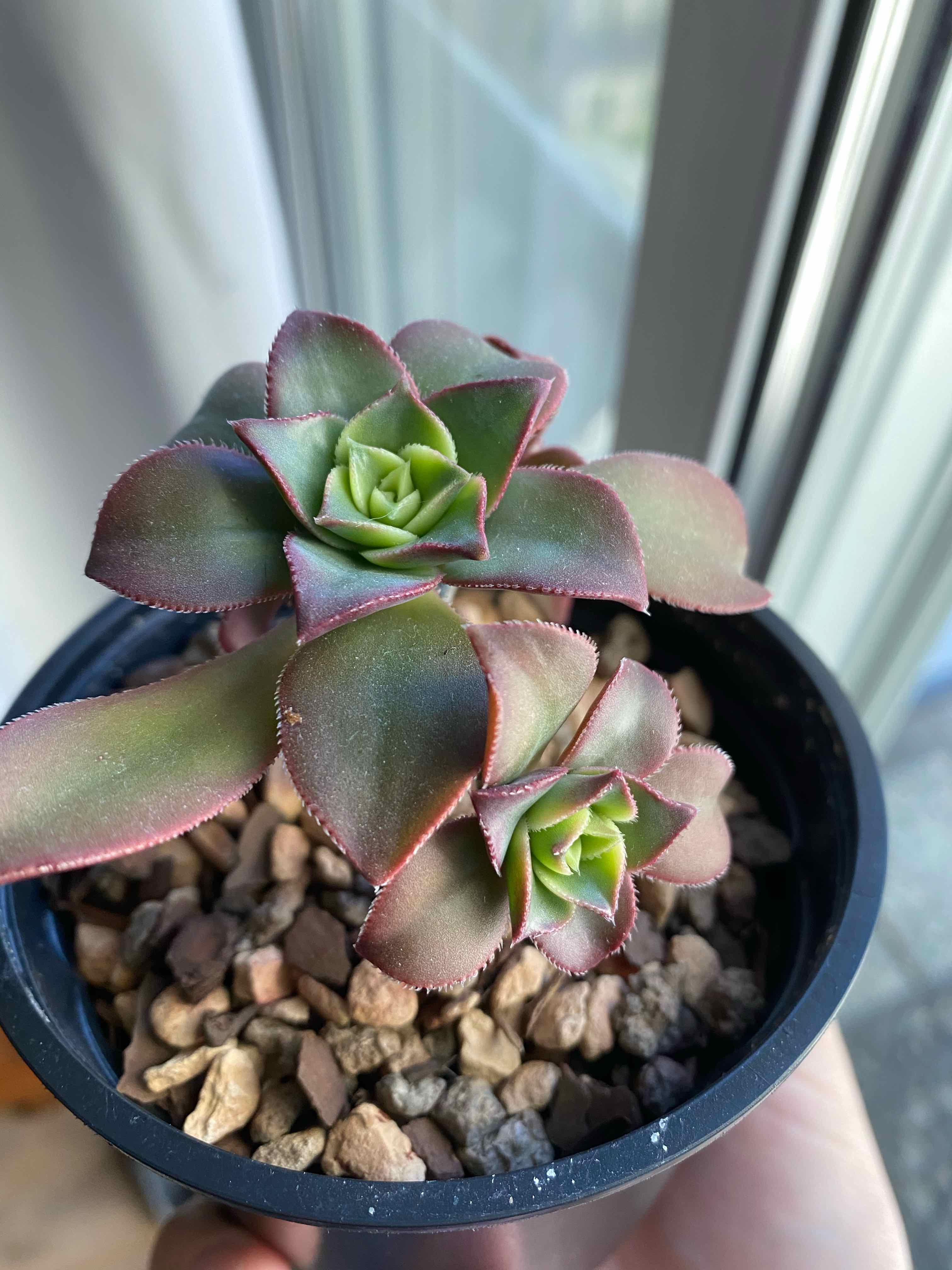 Kiwi Aeonium plant in a small pot with rocky soil, held by a hand.