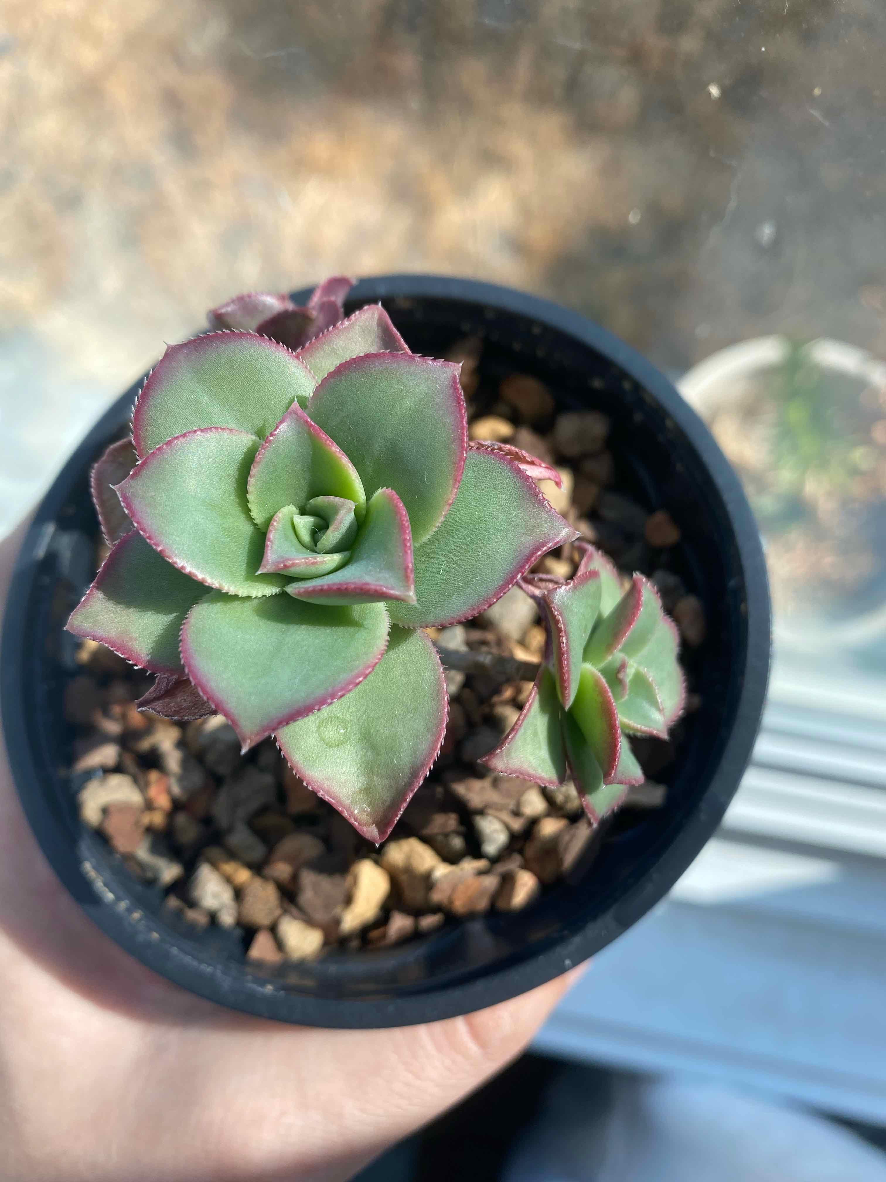 Kiwi Aeonium succulent in a black pot with rocky soil, held by a hand.