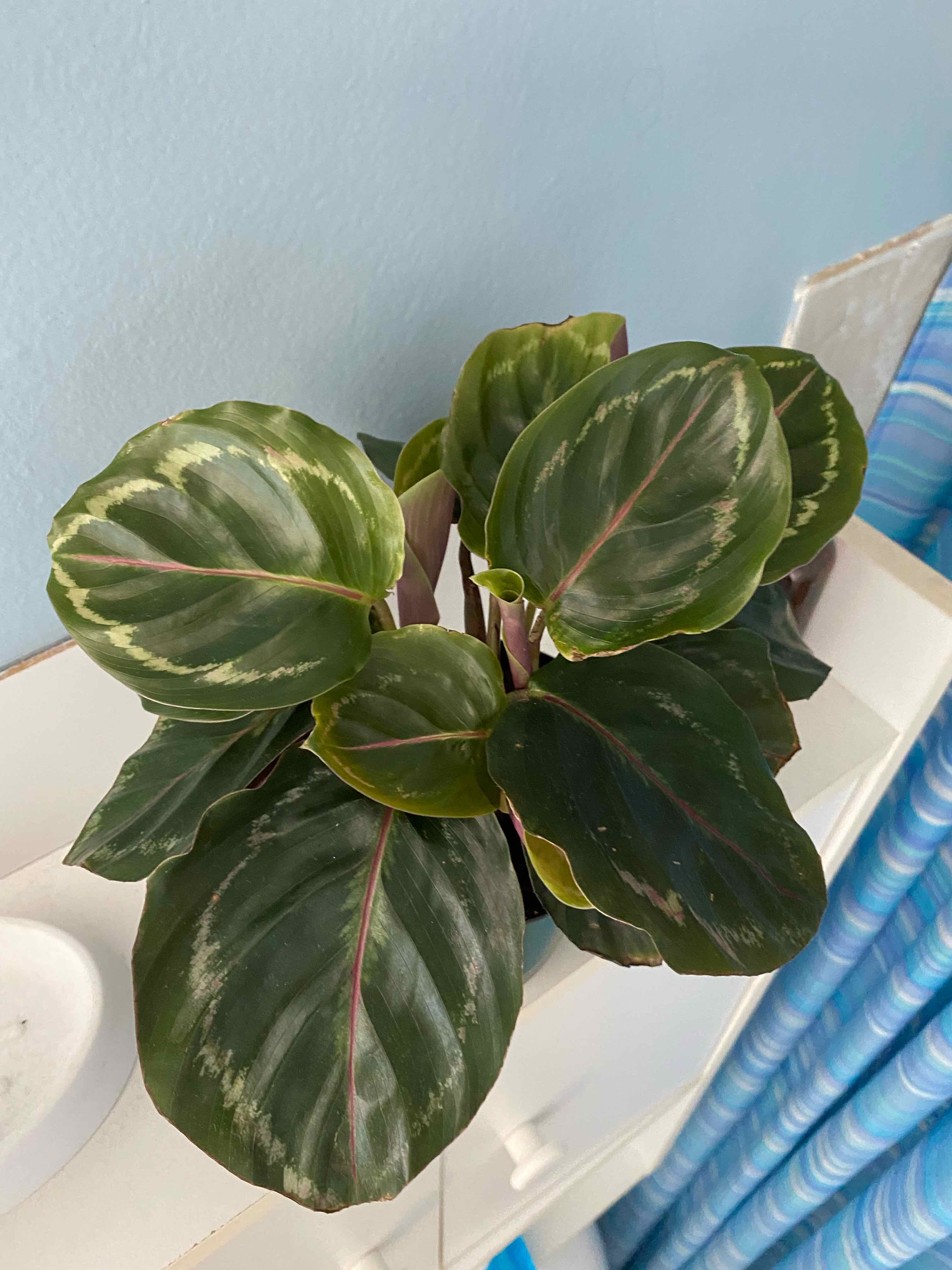 Calathea 'Medallion' plant with dark green leaves and light green patterns, in good health.