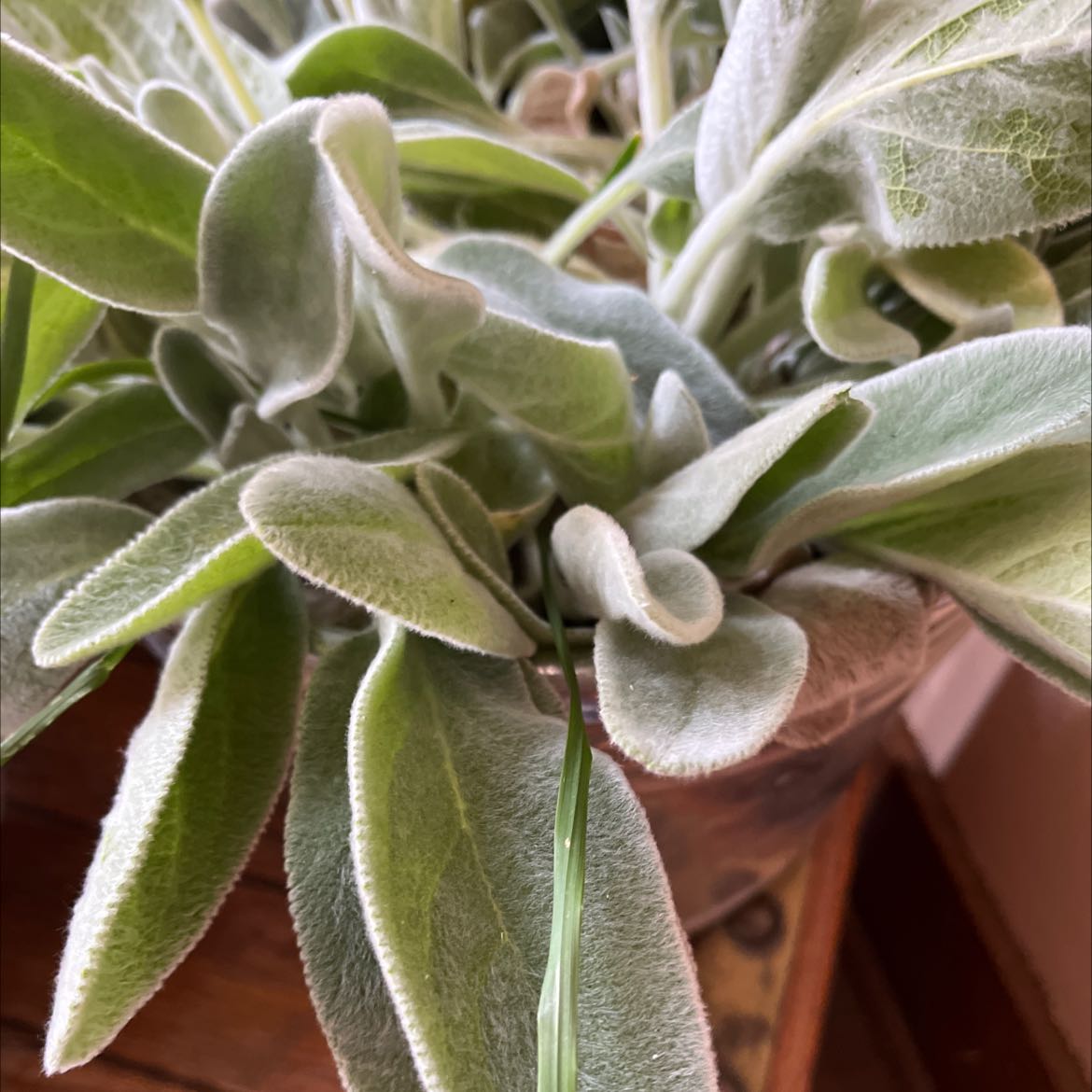 Close-up of a healthy Lamb's Ear plant with soft, fuzzy leaves.