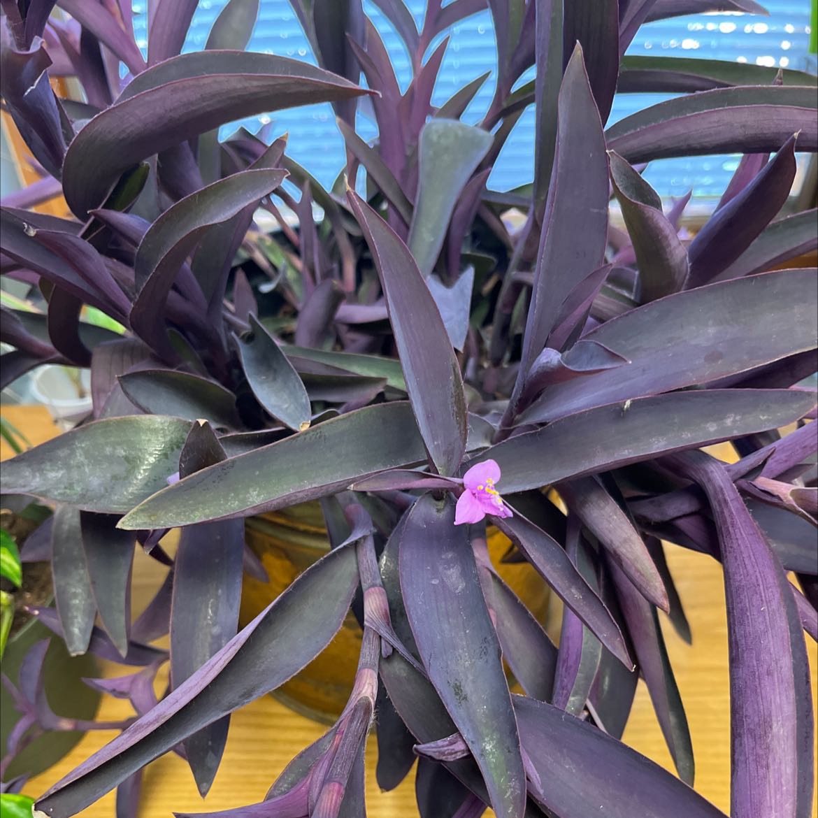 Photo of the plant species Purple Heart by @YesKawakawa named Stella on Greg, the plant care app