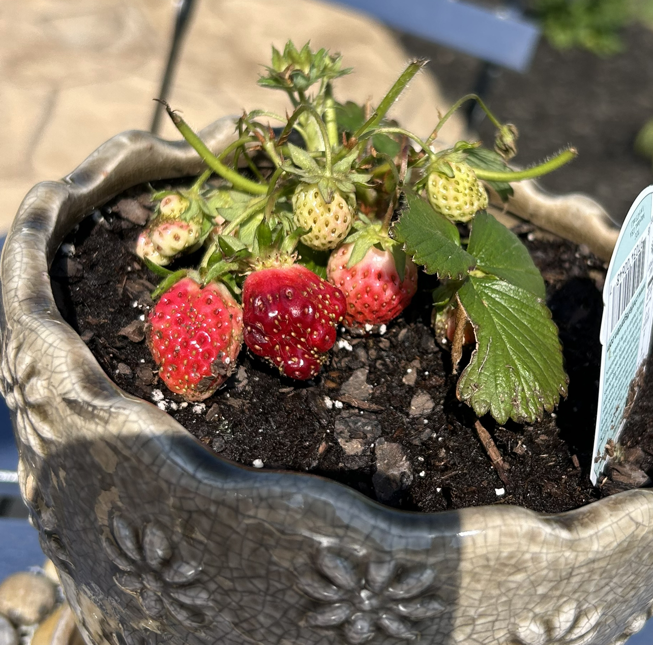 Potted California Strawberry plant with strawberries in various stages of ripeness and some browning leaves.
