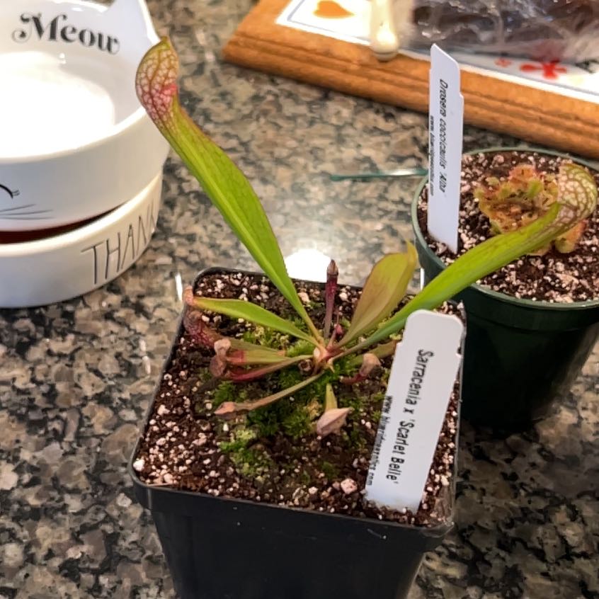 Photo of the plant species Scarlet Belle by @Shimmy named Dracula on Greg, the plant care app