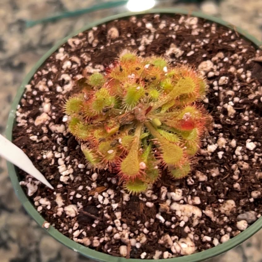 Photo of the plant species Sundew by @Shimmy named Drucila on Greg, the plant care app