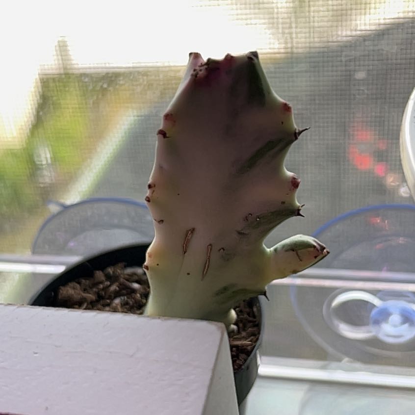 Photo of the plant species 'Ghost Cactus' by @Shimmy named Casper on Greg, the plant care app