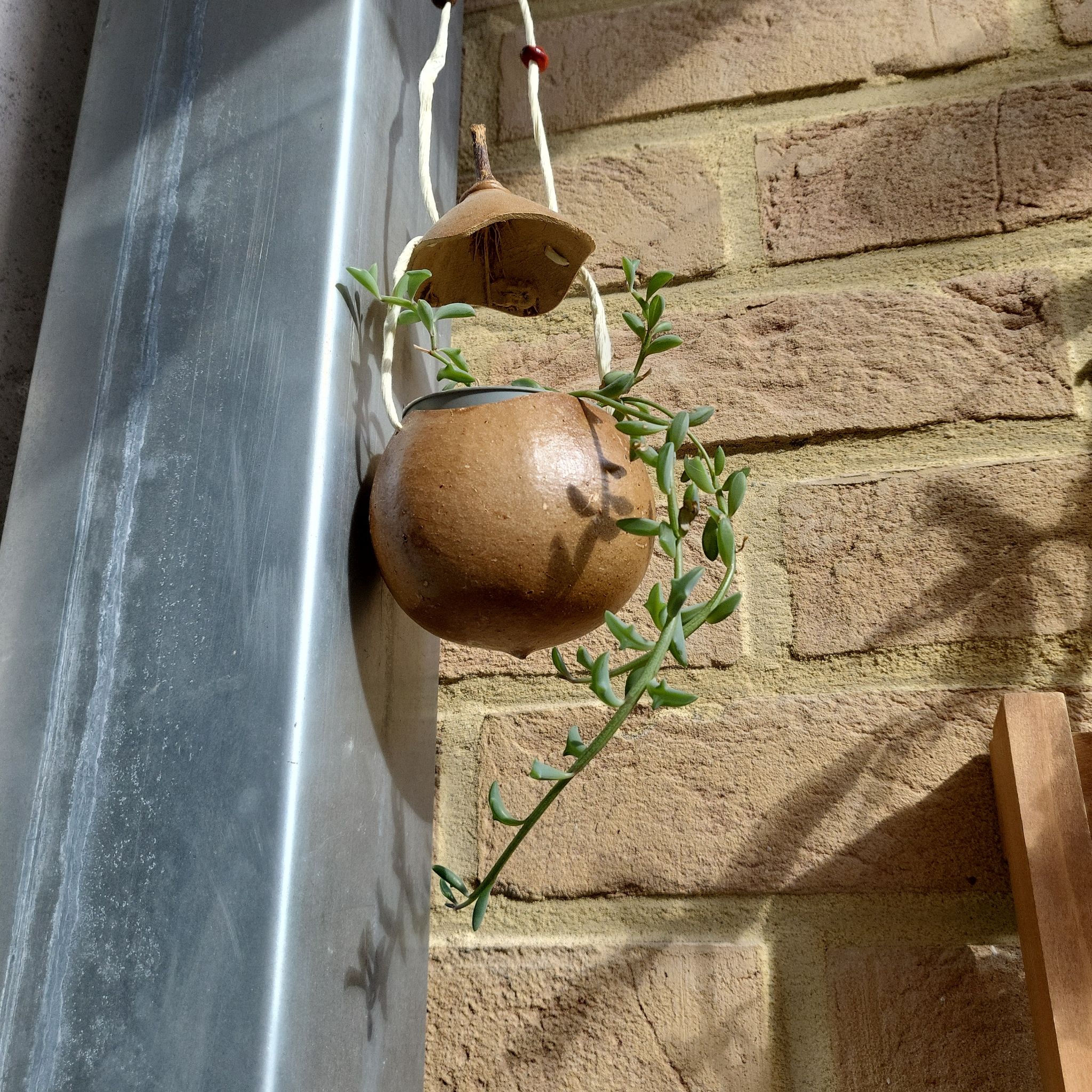 Photo of the plant species String of Dolphins by @ChilledCapybara named Delphine on Greg, the plant care app