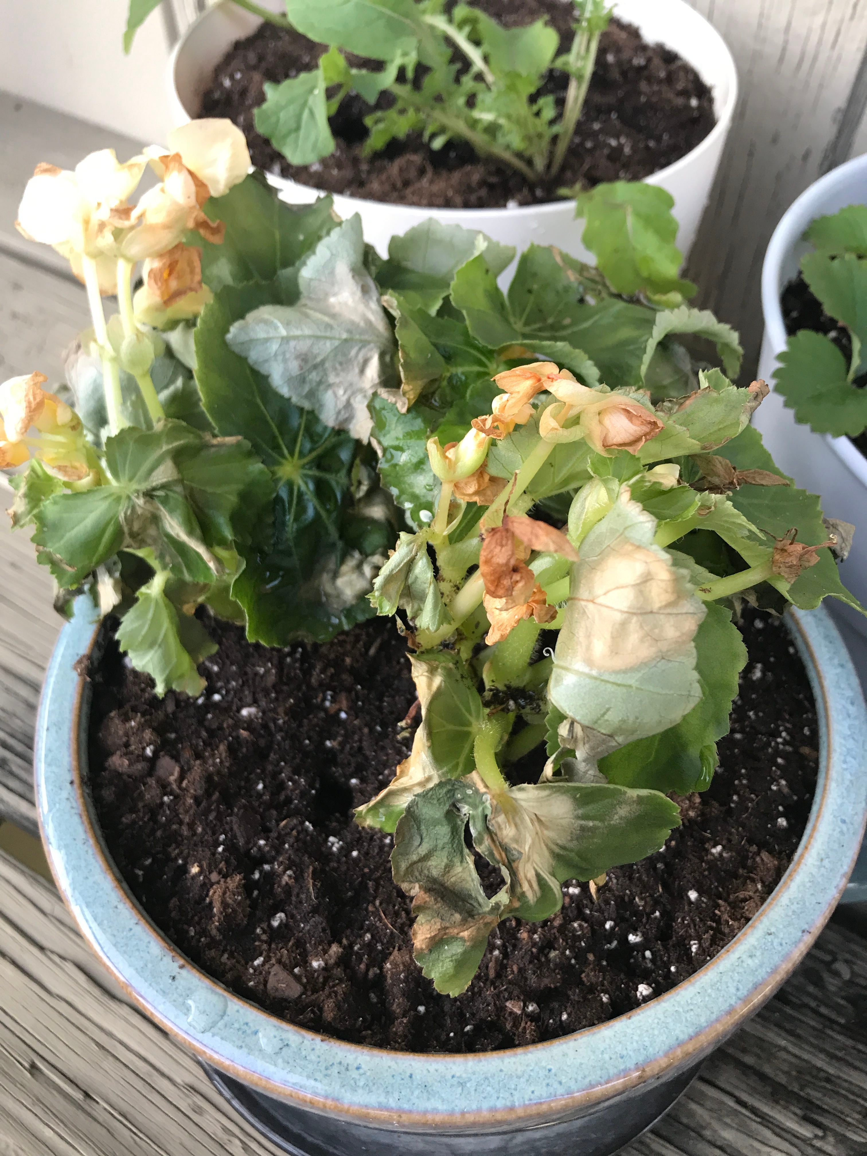 Keep Your Tuberous begonias Alive Light, Water & Care Instructions