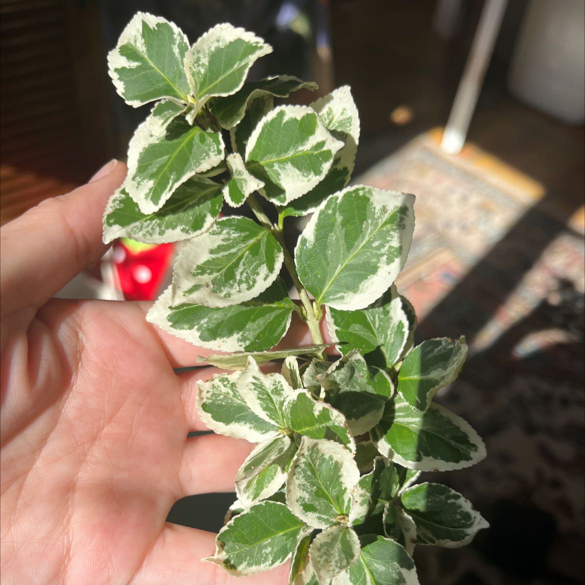 Close-up of a Fortune's Spindle plant with variegated green and white leaves held by a hand.