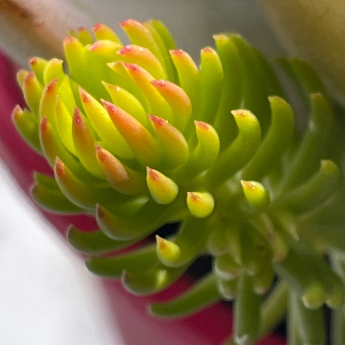 Photo of the plant species Annual Stonecrop by @SuperSunstar named Your plant on Greg, the plant care app