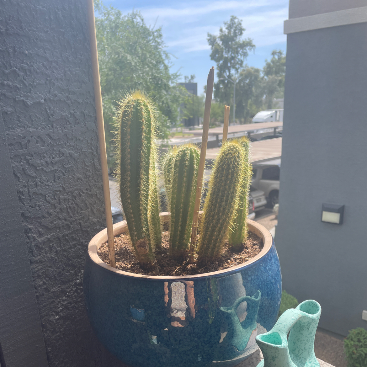 Silver Ball Cactus in a blue pot with visible soil, well-framed and in focus.