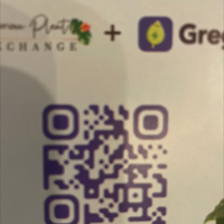 Photo of the plant species Holly Oak by @VocalBeachrose named Your plant on Greg, the plant care app