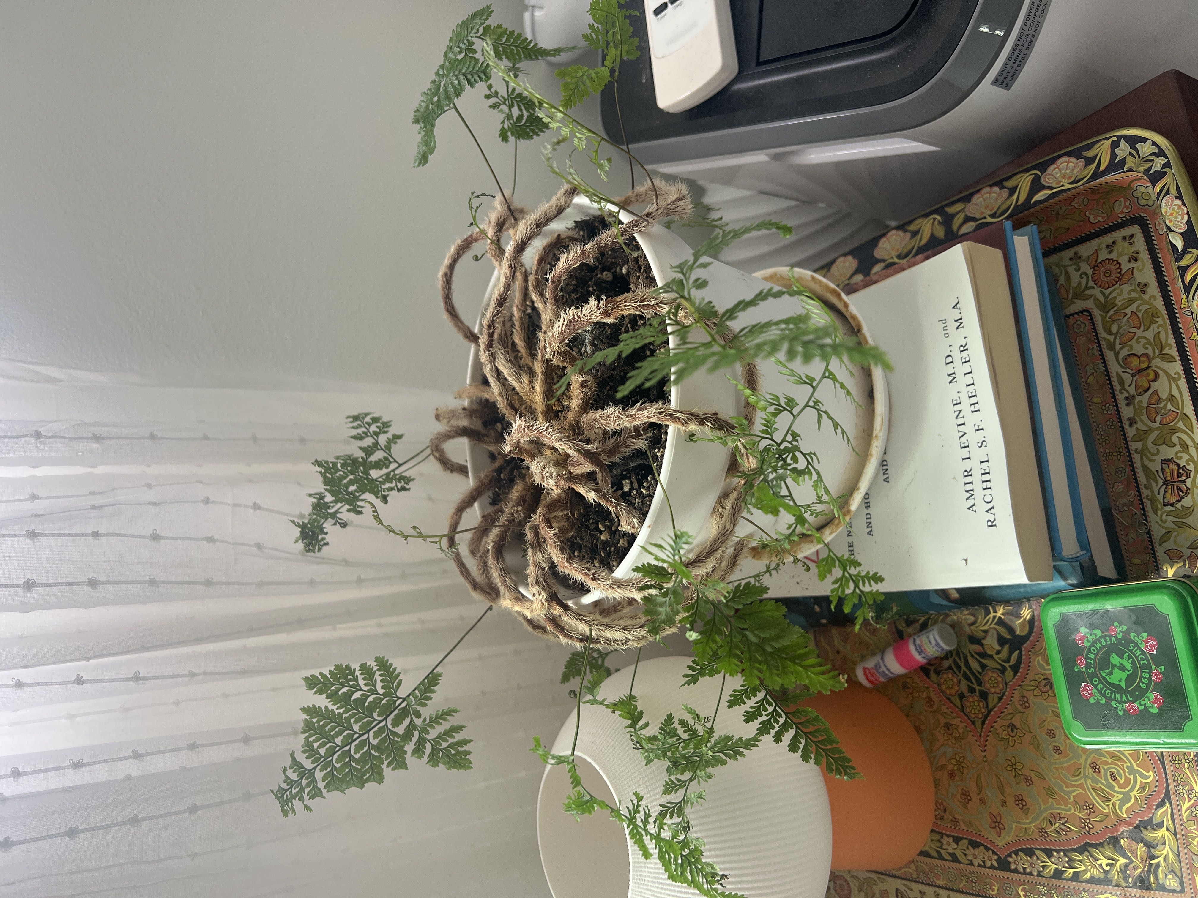 Black Rabbit's Foot Fern Plant Care: Water, Light, Nutrients | Greg App 🌱
