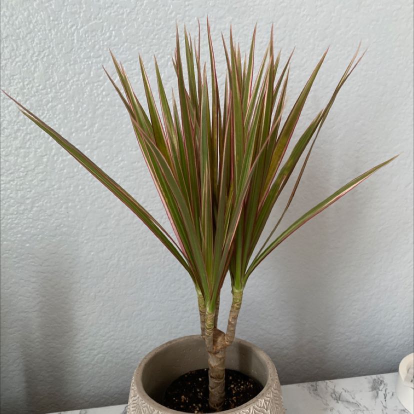 Potted Open Weave Dragon Tree with long, narrow leaves and red edges.