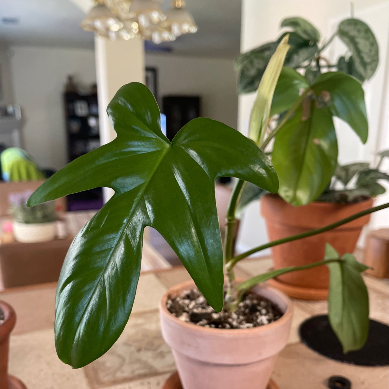 Philodendron 'Florida Beauty' plant in a terracotta pot with vibrant green leaves.