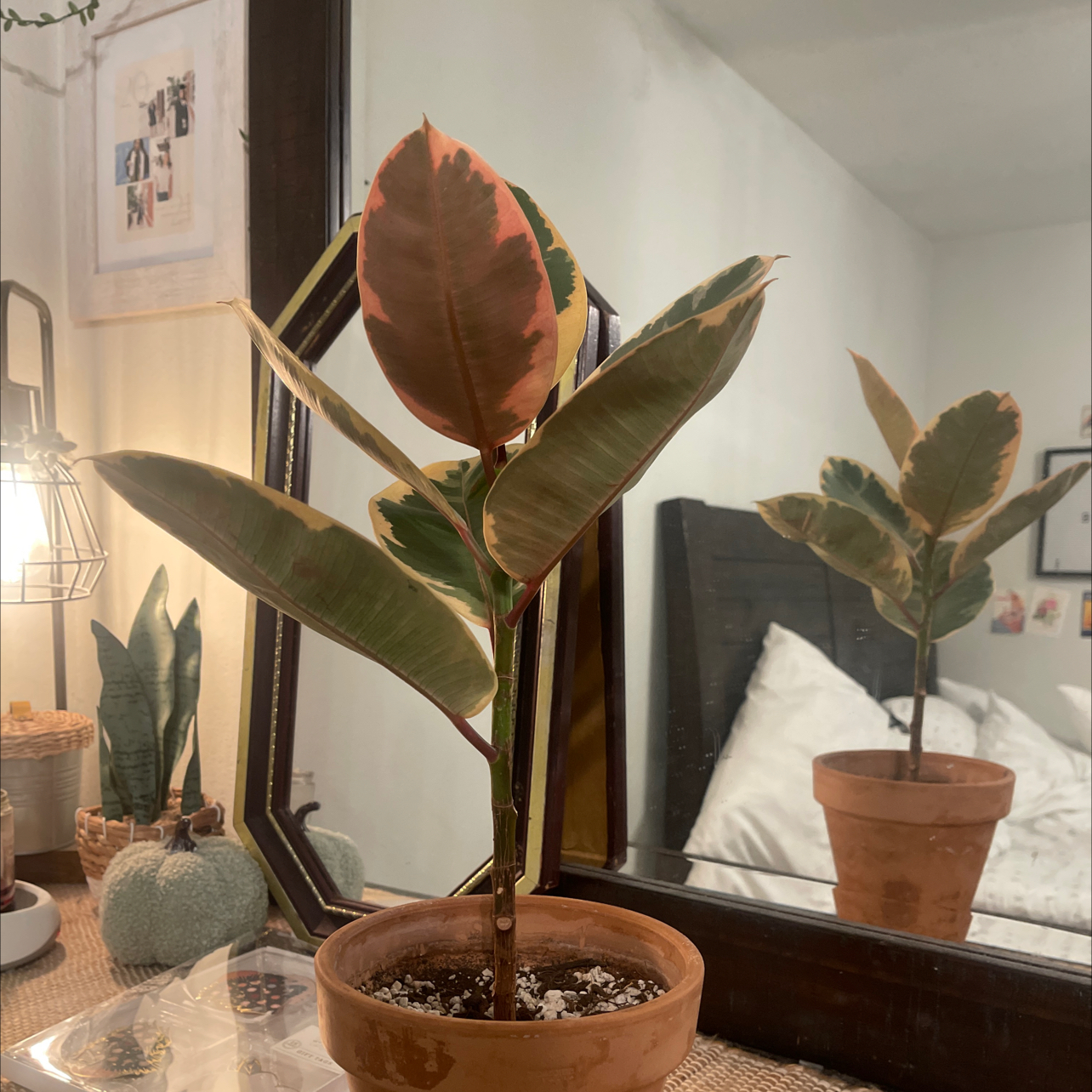 Rubber Plant 'Belize' in a terracotta pot with variegated leaves, reflected in a mirror.