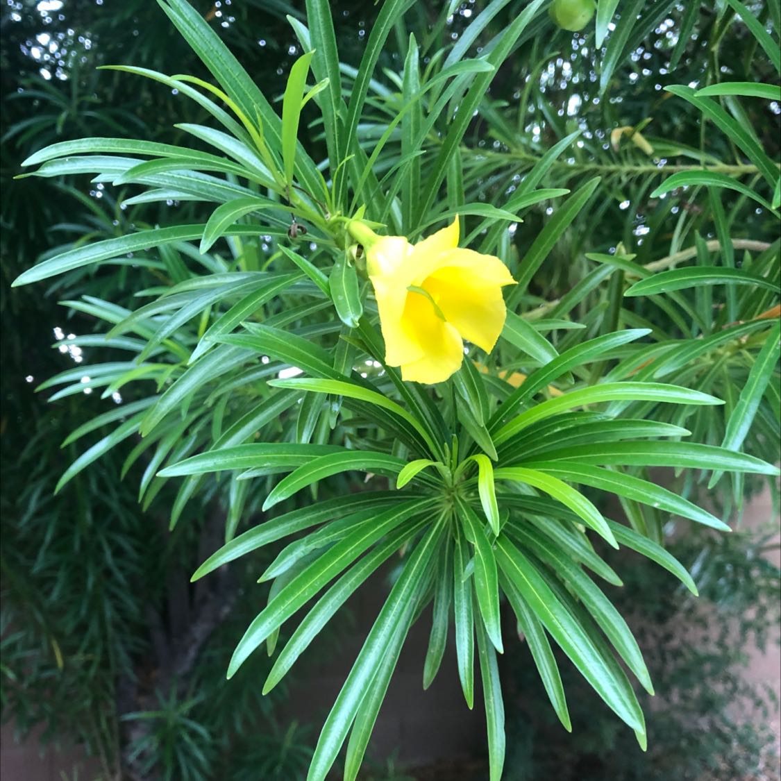 Yellow Oleander uploaded to the Greg plant app by @MeditativeTipa