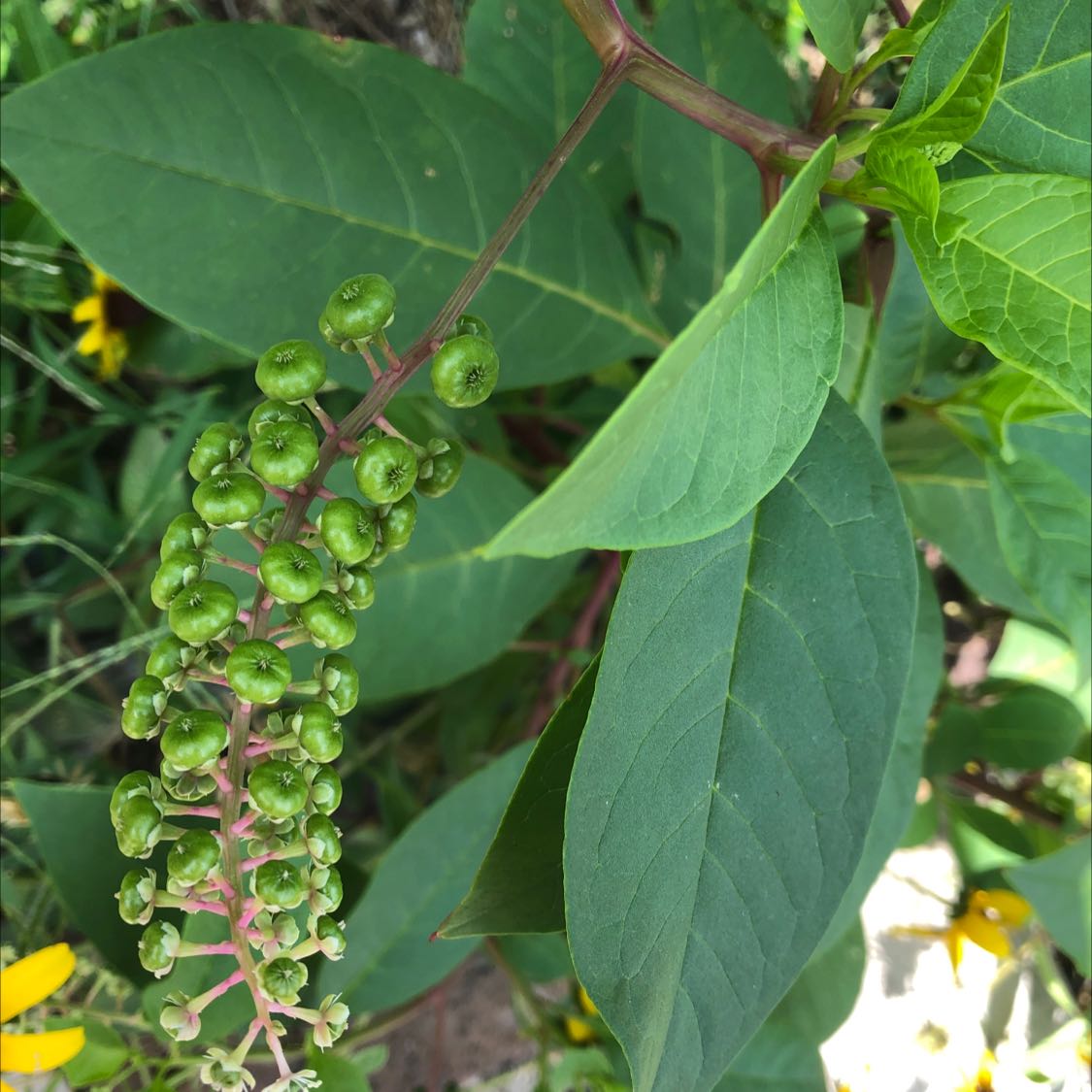 American Pokeweed plant with green berries and large, healthy leaves.