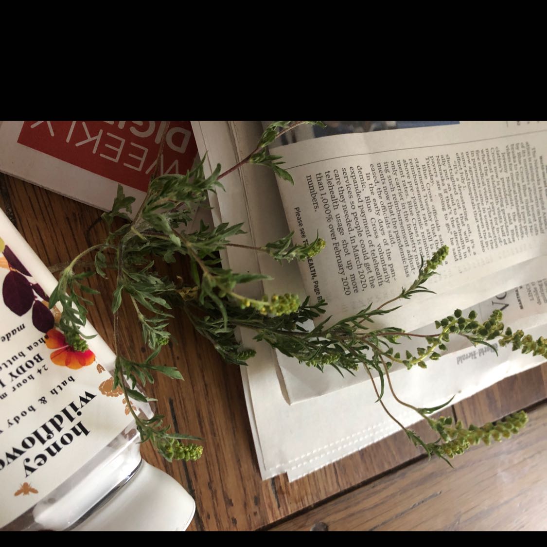 why-are-my-annual-ragweed-leaves-droopy