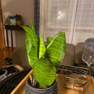 Snake Plant plant in Parma, Ohio
