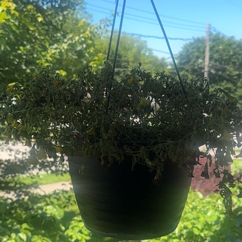 Photo of the plant species Antirrhinum Majus by @EnchantingCat named Mochi on Greg, the plant care app